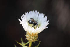 Trichothurgus dubius