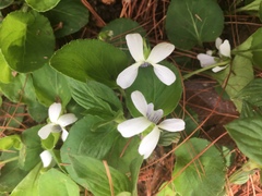 Viola grahamii