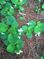 Viola grahamii