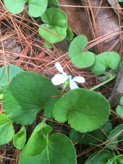 Viola grahamii