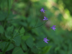 Campanula patula