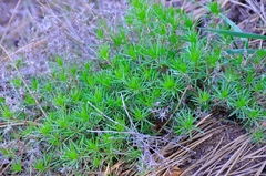 Galium andrewsii