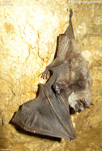 Pond Bat
