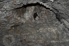 Emballonuridae