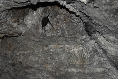 Emballonuridae