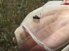 Synanthedon polygoni