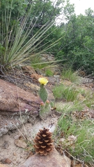 Opuntia polyacantha polyacantha