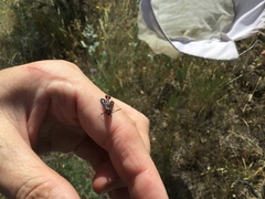 Synanthedon polygoni