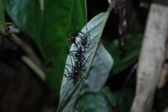 Pachylis pharaonis