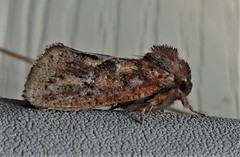 Acrolophus plumifrontella