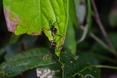 Pachylis pharaonis