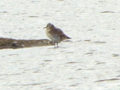 Chroicocephalus ridibundus