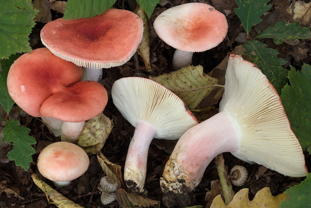Russula persicina