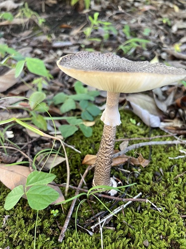 Amanita spissacea