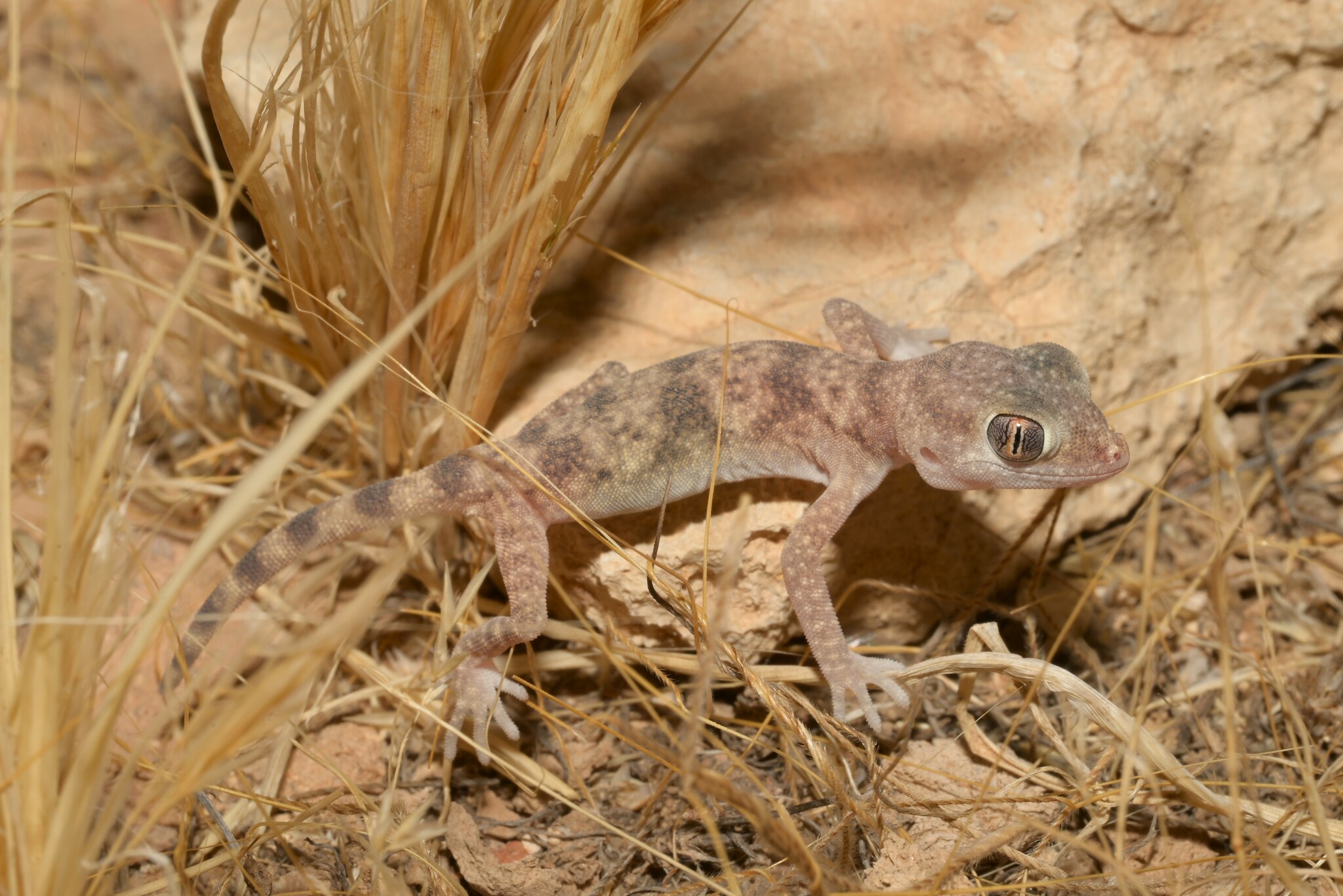 Jordan Short-Fingered Gecko photo 3