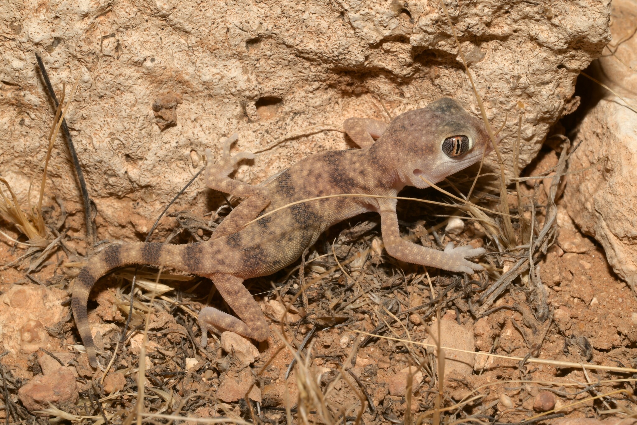 Jordan Short-Fingered Gecko photo 2