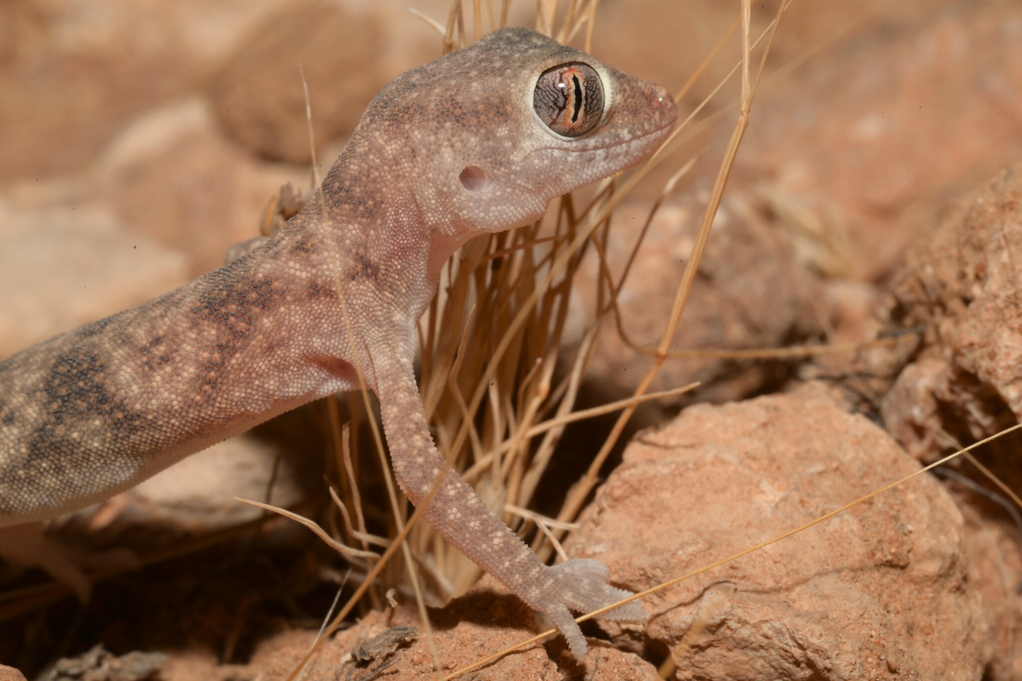 Jordan Short-Fingered Gecko