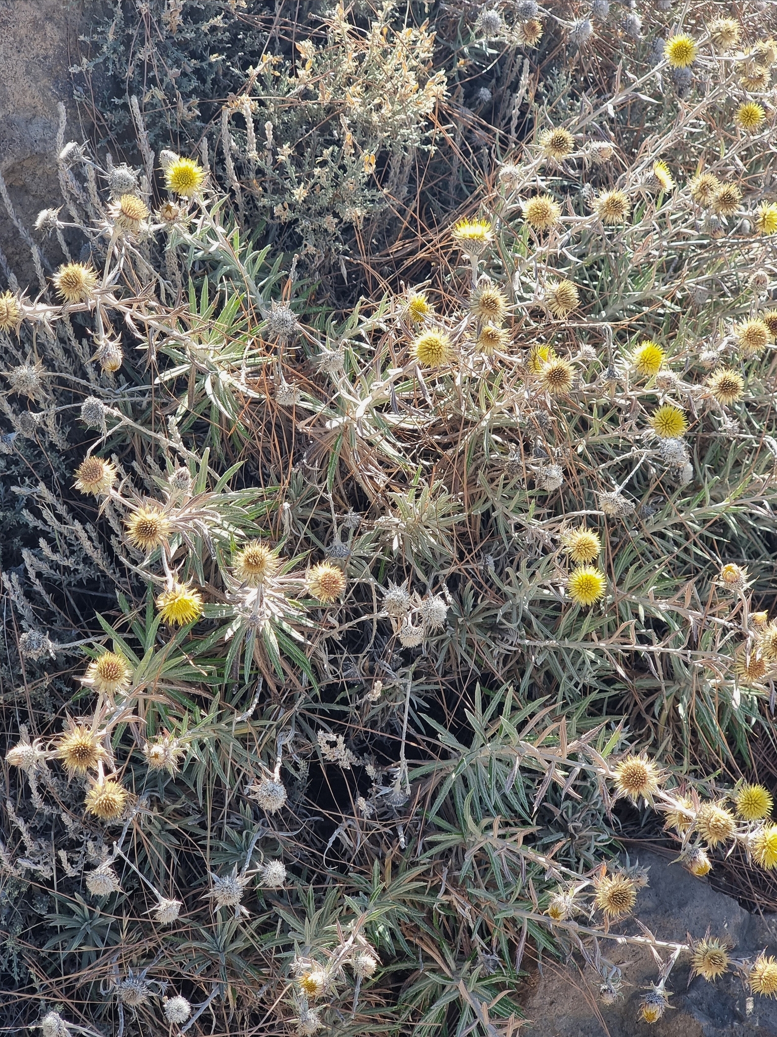 Carlina texedae