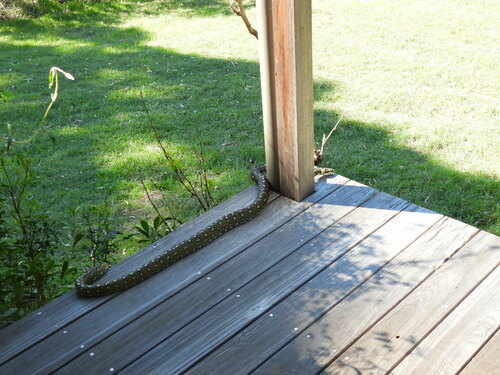 Diamond Python sighting