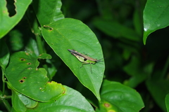 Xiphiola cyanoptera