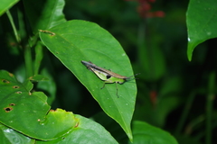 Xiphiola cyanoptera