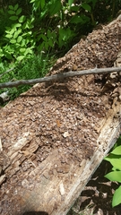 Tamiasciurus fremonti