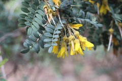 Sophora macrocarpa