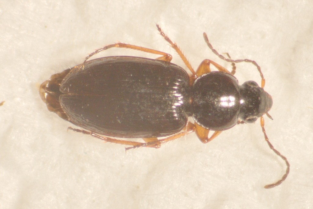 Olisthopus sturmii