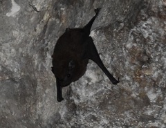 Emballonuridae