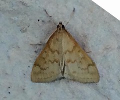 Hahncappsia pergilvalis