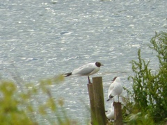 Chroicocephalus ridibundus