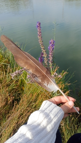 Plume de Busard des roseaux