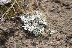 Xanthoparmelia camtschadalis