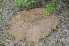 Thomomys talpoides