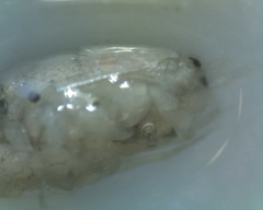 Emerita benedicti