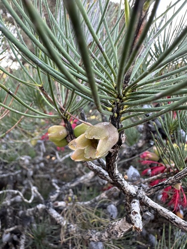 Image of Melaleuca granitica by (c) Debra Baker, some rights reserved (CC BY)