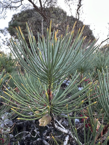 Image of Melaleuca granitica by (c) Debra Baker, some rights reserved (CC BY)