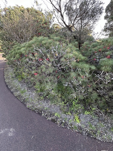 Image of Melaleuca granitica by (c) Debra Baker, some rights reserved (CC BY)