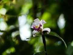 Sobralia ecuadorana