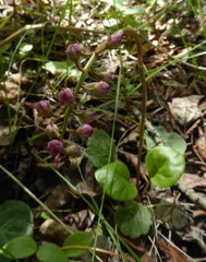 Pyrola asarifolia asarifolia