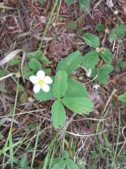 Fragaria virginiana glauca