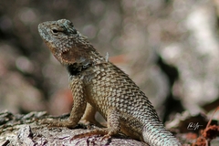 Sceloporus lundelli