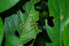 Eumastax