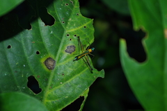 Eumastax