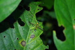 Eumastax
