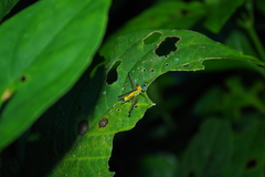 Eumastax