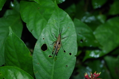 Xiphiola cyanoptera