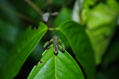 Meropachyini