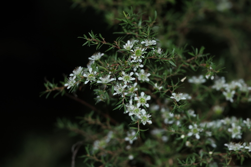 Image of Leptospermum polygalifolium by (c) Greg Tasney, some rights reserved (CC BY-SA)