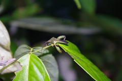 Meropachyini